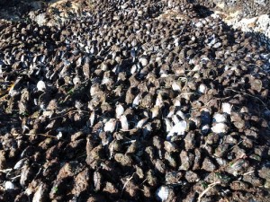 Miles of mussels