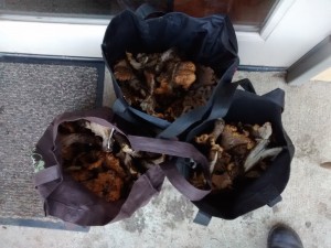 Three enormous bags of chanterelles. Don't ask me where we found them!