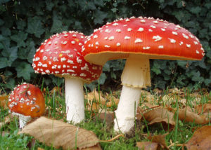 Amanita Muscaria: Take pictures of it, laugh at it, but don't eat it!